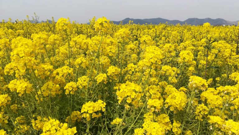 手芸のキホン 布の水通しのやり方 生地別のポイントと 手順を分かりやすく解説します えこそだて